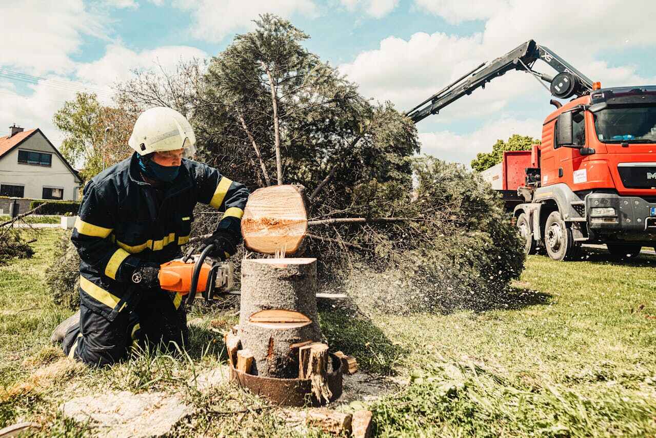 Jones Creek, TX Tree Service Company